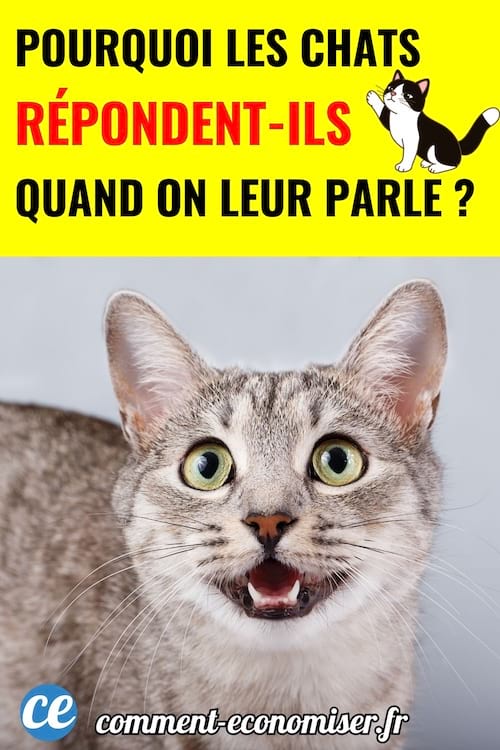 un chat gris et blanc qui miaule