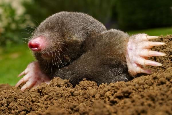 Une taupe sortie de terre