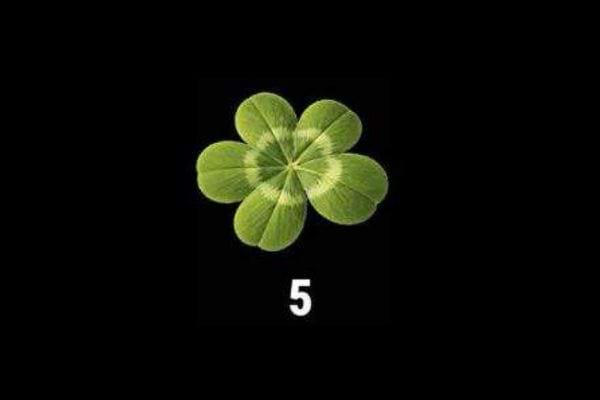 test personnalit&eacute; tr&egrave;fle n&deg;5