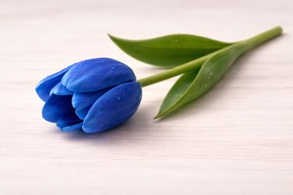 une tulipe bleue sur un fond en bois couleur claire