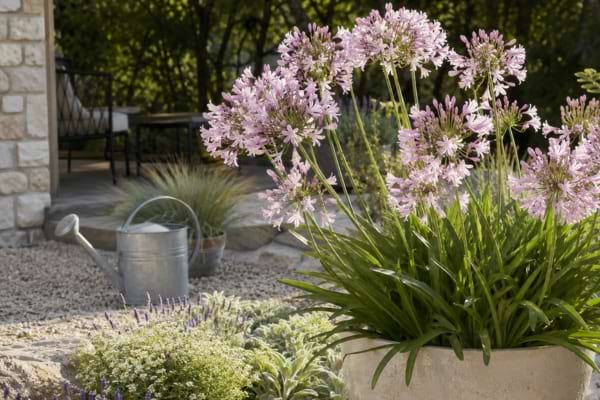 Agapanthes roses Blush Pink cultiv&eacute;es en pot dans un jardin sec avec graviers.