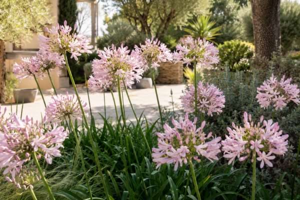 Massif d&rsquo;agapanthes Blush Pink en fleurs dans un jardin d&rsquo;&eacute;t&eacute; ensoleill&eacute;.