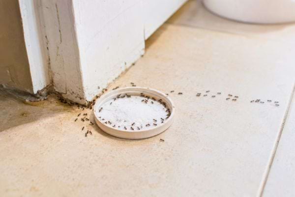 Fourmis attirées par du sucre près d’une porte.
