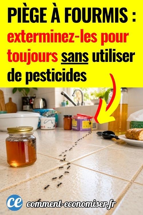 Fourmis avançant sur un plan de travail de cuisine près d’un pot de miel.