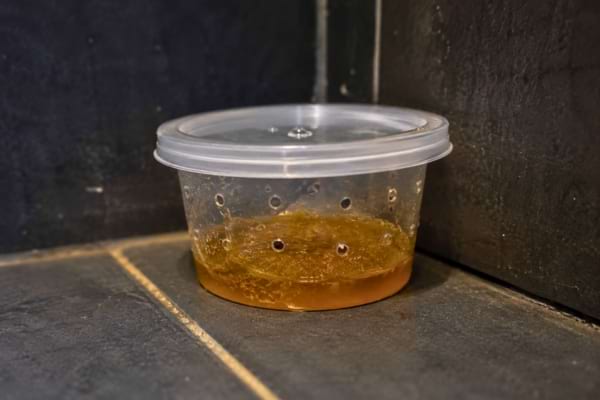 Une petite bo&icirc;te en plastique transparente ferm&eacute;e par un couvercle, avec de minuscules trous perc&eacute;s sur les c&ocirc;t&eacute;s