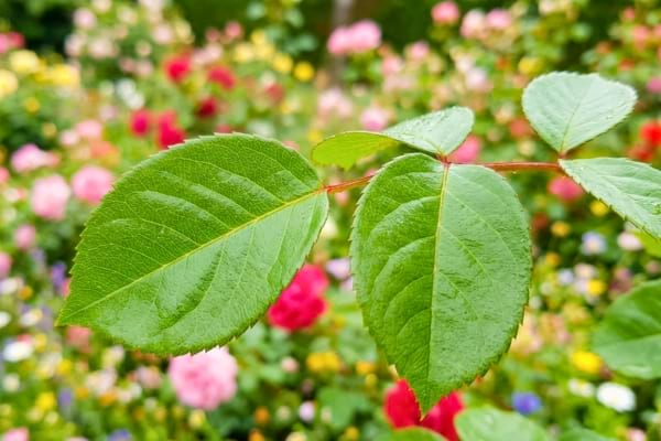 feuilles de rosier saines, vertes et brillantes, sans aucun insecte,