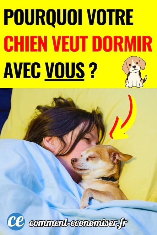 un chien dort dans le lit avec sa ma&icirc;tresse