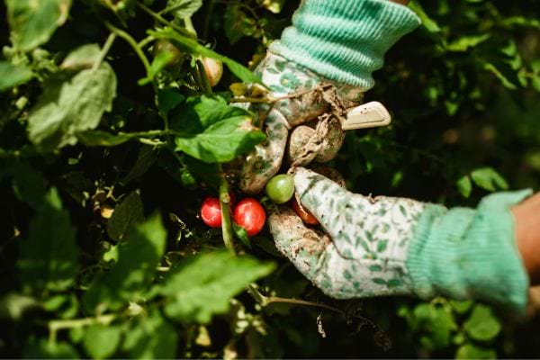 cueillette de tomates