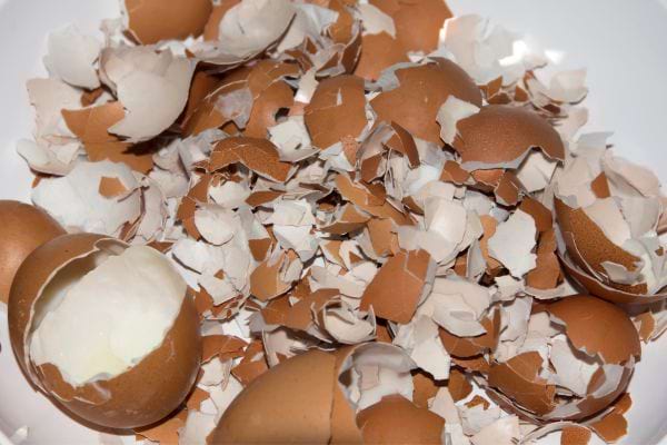 r&eacute;cipient avec des coquilles d'oeufs