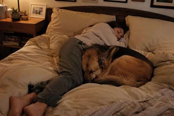 Chien dormant en boule contre son humaine dans un lit, illustrant son besoin instinctif de proximit&eacute;.