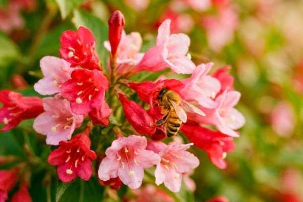 grappes de fleurs tubulaires rouge &eacute;clatant et rose tendre d'un weig&eacute;lia