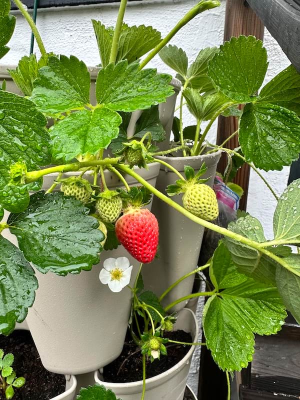 Des fraises qui poussent dans un pot de fleurs
