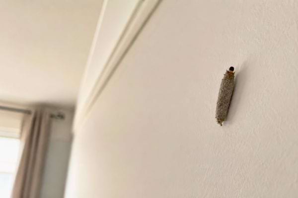 Larve de mite dans son fourreau accroch&eacute;e &agrave; un mur.
