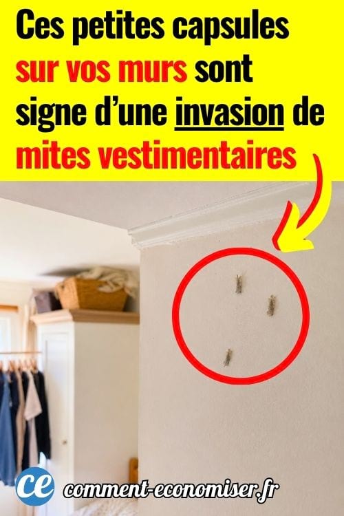 Petites mites vestimentaires accroch&eacute;es sur un mur pr&egrave;s d&rsquo;un dressing.