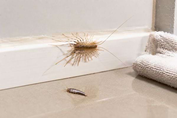 Insectes rampants pr&egrave;s d&rsquo;une plinthe dans une salle de bain.