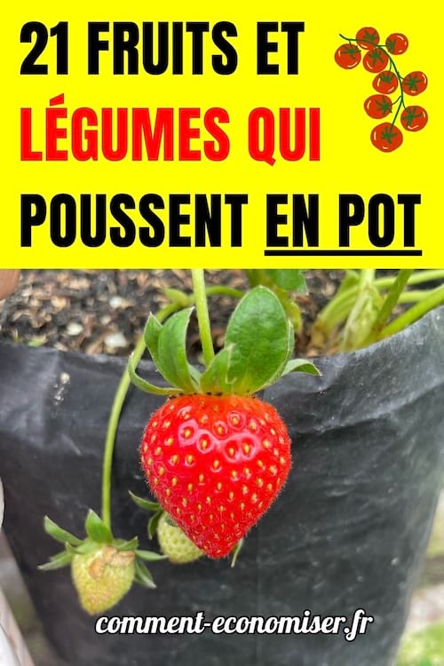 des fraises qui poussent dans un pot
