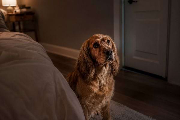 Chien assis au pied du lit avec un regard inquiet, cherchant &agrave; &ecirc;tre rassur&eacute; avant de dormir.
