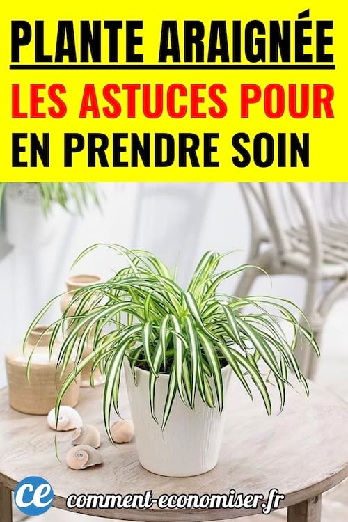 Une plante araign&eacute;e qui a besoin d'entretien