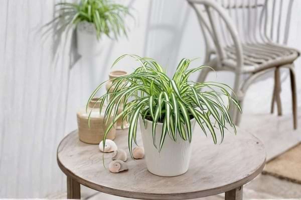 Une plante araign&eacute;e dans la maison