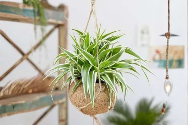 Une plante araign&eacute;e suspendue dans la maison