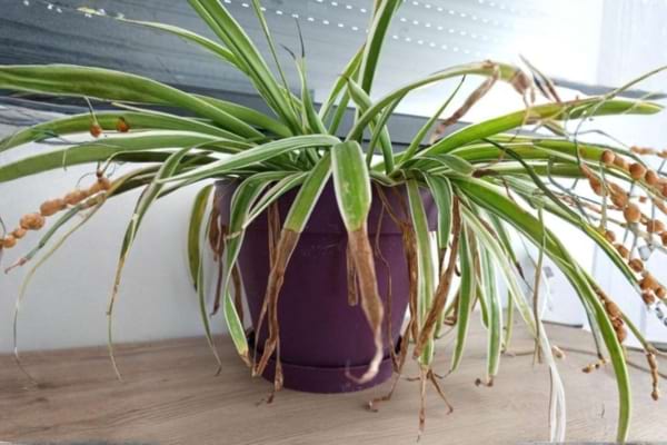 Une plante araign&eacute;e qui les feuilles s&egrave;ches