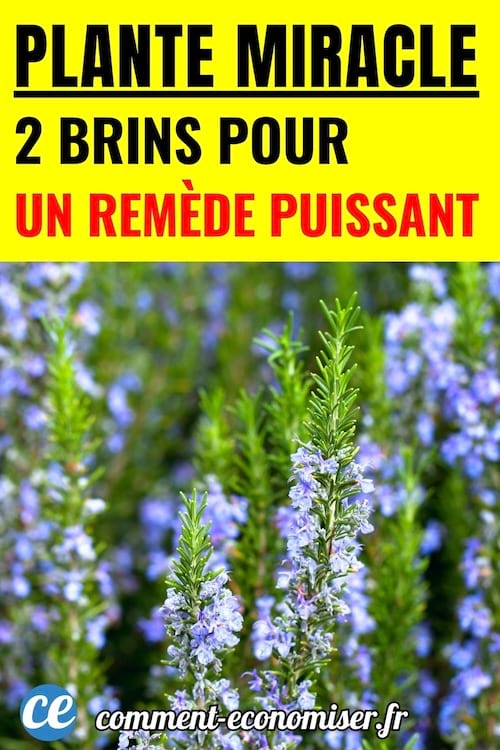 du romarin en fleur