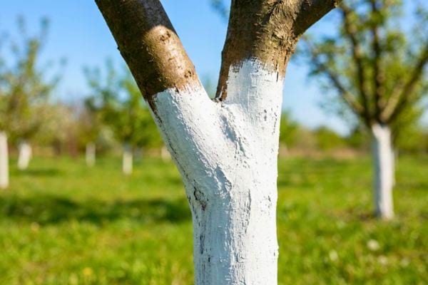 Tronc d’arbre peint en blanc dans un verger ensoleillé