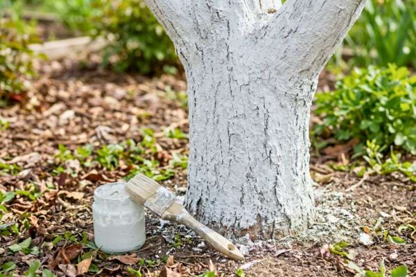 Pot de peinture blanche et pinceau au pied d’un arbre blanchi