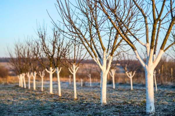 Rangée d’arbres avec troncs blanchis dans un champ en hiver