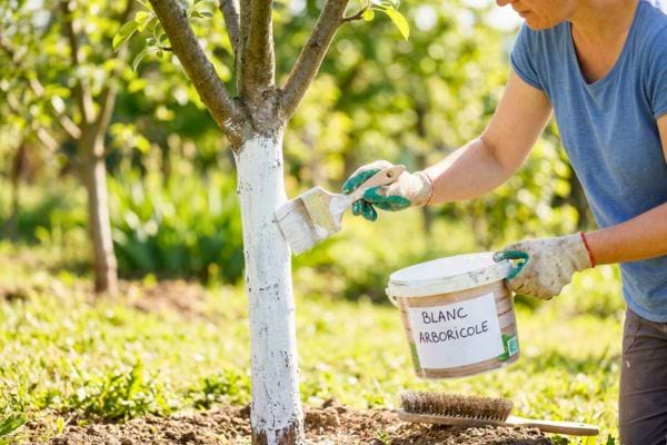 Personne appliquant de la peinture blanche sur un tronc d’arbre