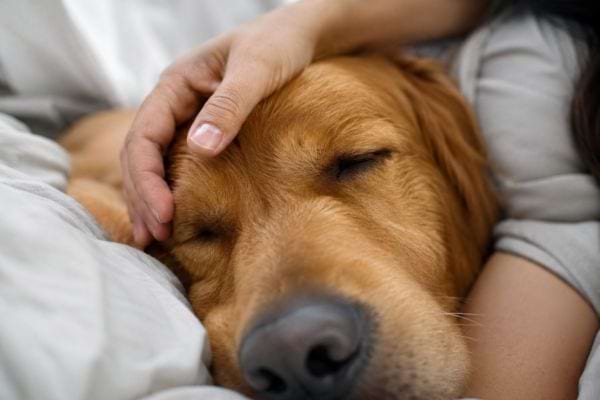 Gros plan d&rsquo;un chien endormi caress&eacute; par son ma&icirc;tre, illustrant la confiance et l&rsquo;amour partag&eacute;.
