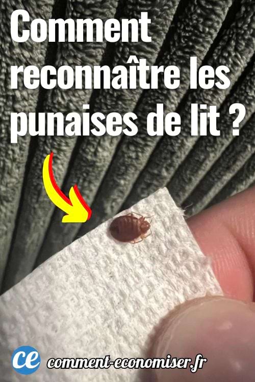 Punaise de lit pos&eacute;e sur un mouchoir pr&egrave;s d&rsquo;un canap&eacute;.