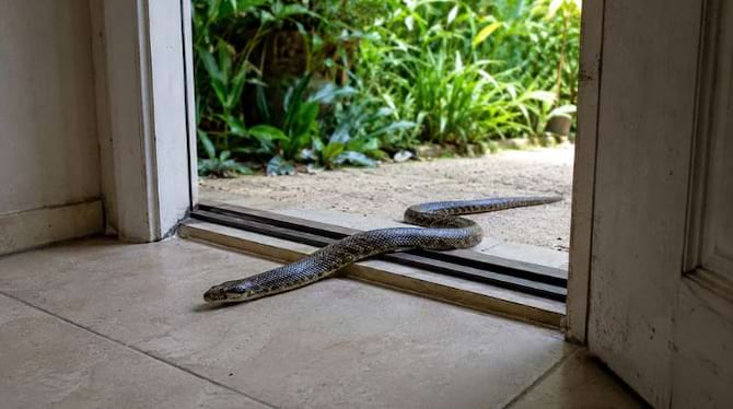 Serpent entrant dans une maison par une porte ouverte donnant sur le jardin