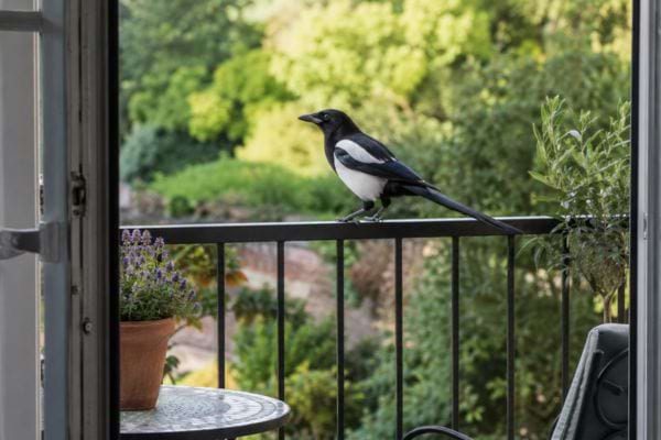 Pie posée sur une rambarde de balcon ouverte sur le jardin.