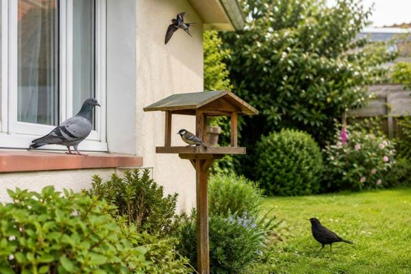 Oiseaux réunis près d’une mangeoire dans un jardin.