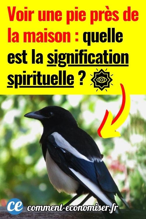 Pie noire et blanche perchée sur une rambarde en bois.