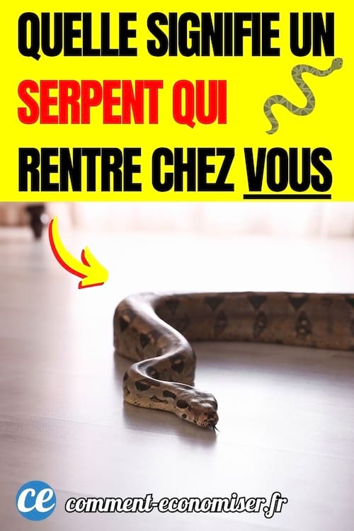 un serpent sur le parquet d'une maison