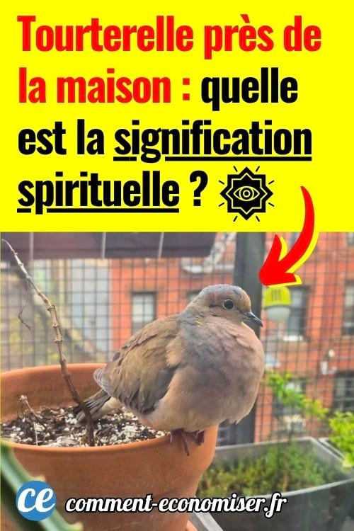 Tourterelle posée sur un pot de fleurs sur un balcon.