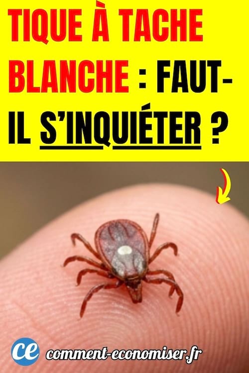une tique &agrave; tache blanche