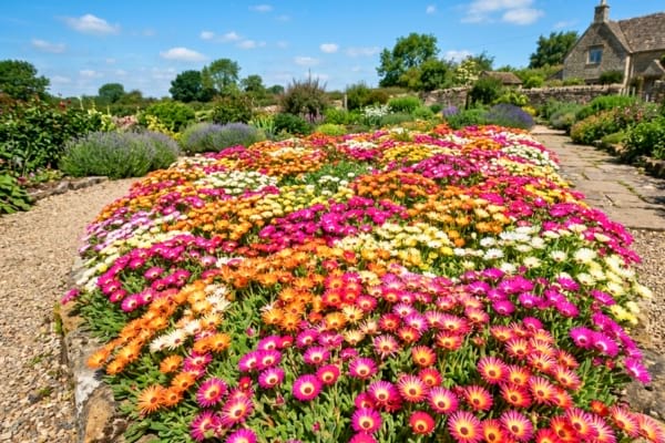n magnifique massif de jardin entièrement recouvert de fleurs de Dorotheanthus bellidiformis aux couleurs éclatantes