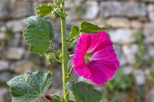 une tige de rose trémière montrant ses larges feuilles vertes texturées et une fleur éclose