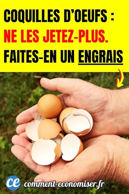 des coquilles d'oeufs dans une main
