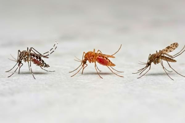 trois moustiques différents bien identifiables