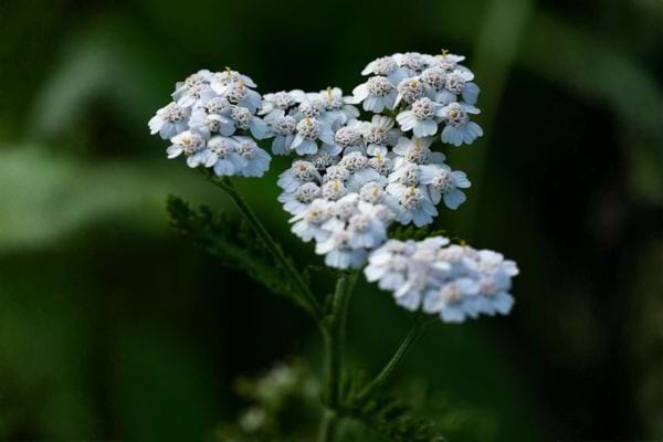 fleur achill&eacute;e millefeuille blanche