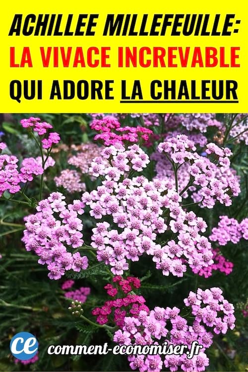 L'achill&eacute;e millefeuille dans un jardin m&ecirc;me pendant la chaleur