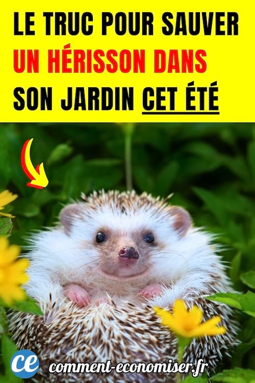un h&eacute;risson en boule sur le dos dans un jardin fleuri