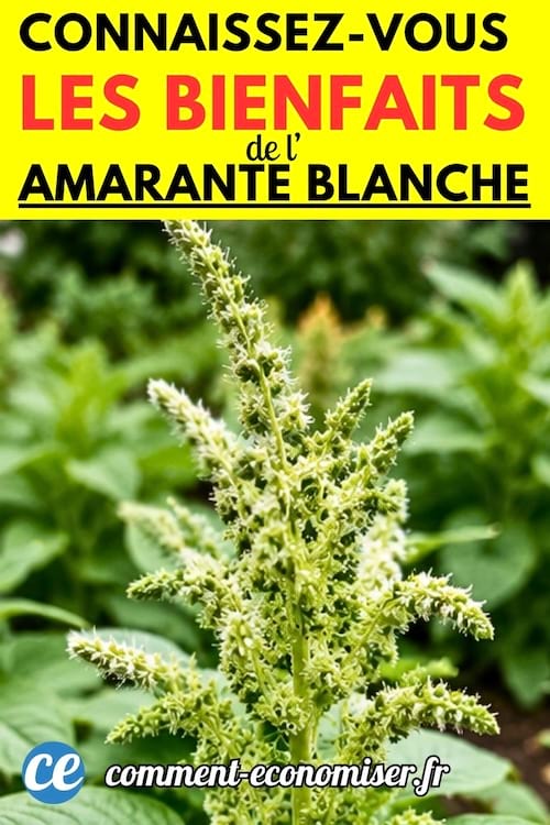 une amarante blanche