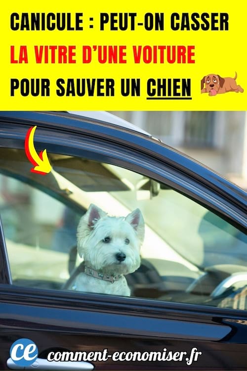 un petit chien blanc est enferm&eacute; dans une voiture