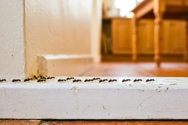 Une file de petites fourmis noires marchant le long d'une plinthe blanche de cuisine