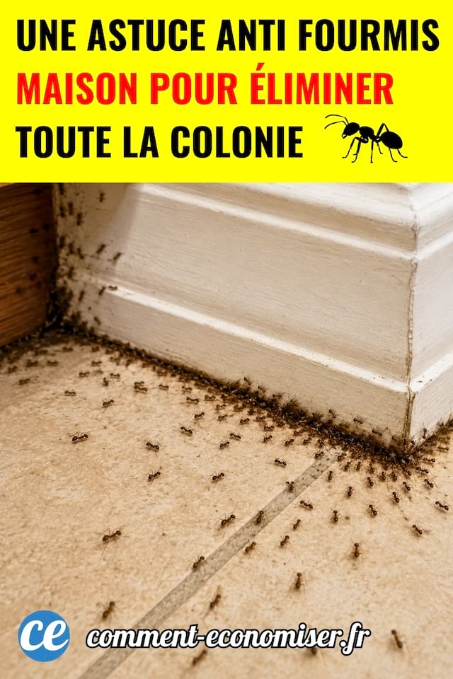 Plein de fourmis sur une plinthe de cuisine